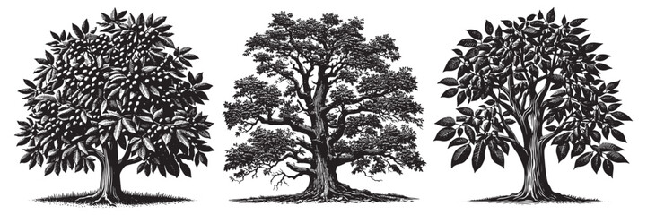 hickory tree in traditional woodcut drawing, black and white botanical illustration