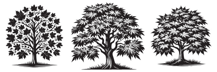 Maple tree in traditional woodcut drawing, black and white botanical illustration