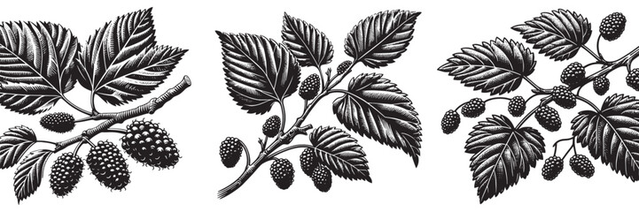 mulberry twig in traditional woodcut drawing, black and white botanical illustration