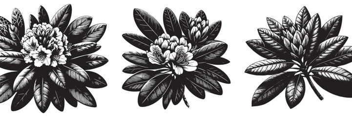 Rhododendron flowerin traditional woodcut drawing, black and white botanical illustration