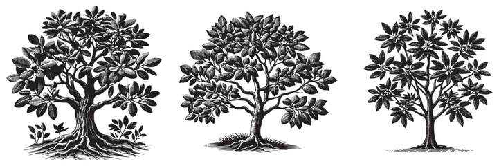 sassafras tree in traditional woodcut drawing, black and white botanical illustration