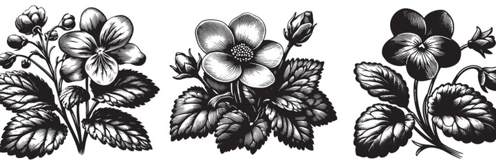 Violet flower in traditional woodcut drawing, black and white botanical illustration