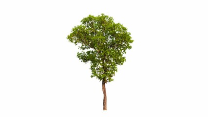 Poster - 4K tree footage isolated on white background 