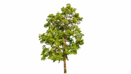 Aufkleber - 4K tree footage isolated on white background 
