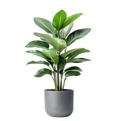 a lush, vibrant ficus plant thrives in a sleek gray pot, symbolizing growth and serenity against a c