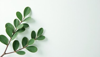 Foliage of a eucalyptus tree against a white background with subtle texture, fresh, , botany