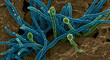 © Sri - Microscopic Fungi Filaments Closeup