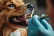 © Prism Shade - Cute corgi dog being examined at the clinic, doctor checking pet's teeth during checkup. Veterinary medicine concept