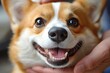 © Prism Shade - Cute corgi dog being examined at the clinic, doctor checking pet's teeth during checkup. Veterinary medicine concept