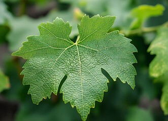 Close-up of a green grape leaf with visible veins, a macro photograph. Natural background texture. Stock photo. Close-up of green grape leaves with veins, macro photography. Macro close-up of the vibr