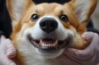 © Light Prism - Cute corgi dog being examined at the clinic, doctor checking pet's teeth during checkup. Veterinary medicine concept