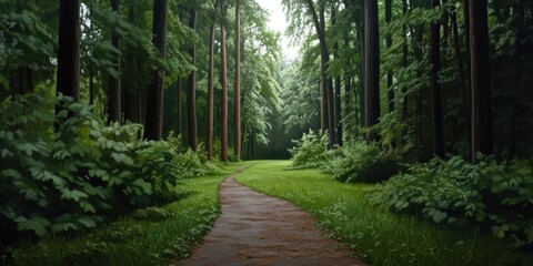 Aufkleber - Winding Pathway Through Dense Green Forest Sunlight Filtering Through Canopy Creates Serene Landscape