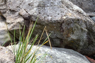 a small patch of grass is growing on a rocky hillside