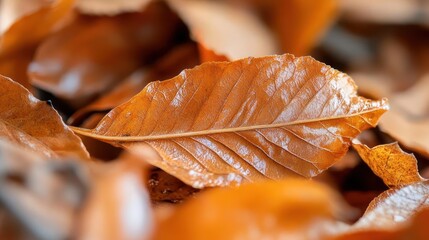 Leinwandbilder - Macro shot of a single glistening brown leaf atop a bed of other autumnal foliage illuminated by soft light. The leaf exhibits intricate textures and veins