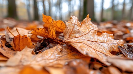 Aufkleber - Close up shot of fallen orange and brown leaves in autumn forest ground with blurred background, forest floor and light