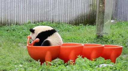 Wall Mural - little panda playing on the orange enbrichment, wolong, china