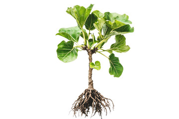 A young fig tree sapling with exposed roots and green foliage.