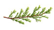 © Jack - Incense cedar branch showing small green leaves on transparent background