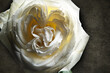 © Simi Jois - White Rose Macro