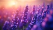 © DesignBee - Blooming Lavender Field at Dusk: Purple Flowers Bathed in Golden Sunlight, Aromatic Beauty in Nature's Embrace, Delicate and Serene.