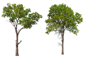 Poster - collection PNG transparent tree 