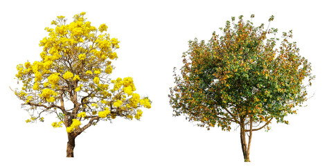 Wall Mural - tree with yellow flower bloomig and beautiful shape png transparent background