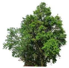 Poster - tree on transparent background PNG file removed original background, easy to drag and drop file to mamin project 