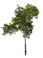 Poster - tree on transparent background PNG file removed original background, easy to drag and drop file to mamin project 