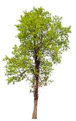 Poster - tree on transparent background PNG file removed original background, easy to drag and drop file to mamin project 