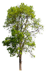Poster - tree on transparent background PNG file removed original background, easy to drag and drop file to mamin project 