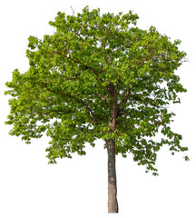 Poster - tree on transparent background PNG file removed original background, easy to drag and drop file to mamin project 