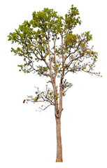 Poster - tree on transparent background PNG file removed original background, easy to drag and drop file to mamin project 
