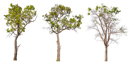 Poster - collection PNG transparent tree 