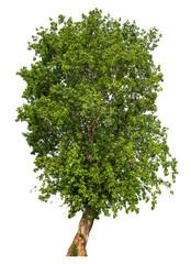 Poster - PNG file high qaulity big tree transparent background, easy to drag and drop to main project