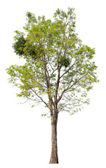 Poster - PNG file high qaulity big tree transparent background, easy to drag and drop to main project