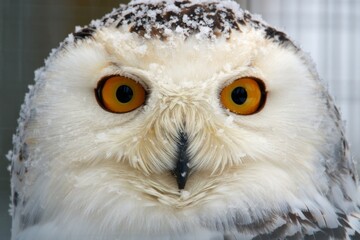 Wall Mural - a close up of an owl with yellow eyes covered in snow