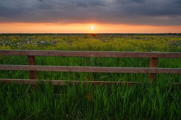 Wall Mural - a field of tall grass with a wooden fence in the foreground
