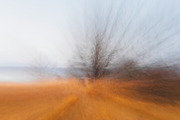 Canvas Print - Reed grass with bare tree and fog. Intentional camera movement, abstract landscape background