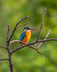 Wall Mural - common kingfisher or Alcedo atthis at keoladeo national park or bharatpur bird sanctuary rajasthan india asia. a small colorful bird closeup or portrait perched on branch in natural green background