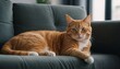 © STDG - Orange Tabby Cat Relaxing on a Sofa