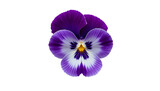 pansy flower top closeup view