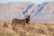 Wild Burro in Winter in the Nevada Desert