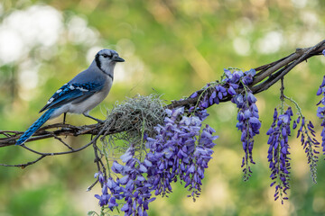 Wall Mural - blue jay perched on a wisteria vine