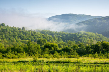 Wall Mural - mountainous rural landscape of ukraine in summer. green environment. grassy meadow on a misty mornin