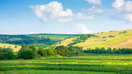 Wall Mural - beautiful countryside of romania. scenic view. sunny day. wonderful summer landscape in mountains. g