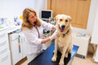 © ShapikMedia - Brno, Czech Republic - March 28, 2025: A veterinarian examines a dog during an appointment at a veterinary clinic