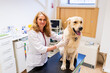 © ShapikMedia - Brno, Czech Republic - March 28, 2025: A veterinarian examines a dog during an appointment at a veterinary clinic