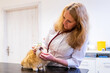© ShapikMedia - Brno, Czech Republic - March 28, 2025: A veterinarian examines a cat during an appointment at a veterinary clinic