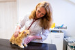 © ShapikMedia - Brno, Czech Republic - March 28, 2025: A veterinarian examines a cat during an appointment at a veterinary clinic