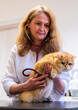 © ShapikMedia - Brno, Czech Republic - March 28, 2025: A veterinarian examines a cat during an appointment at a veterinary clinic